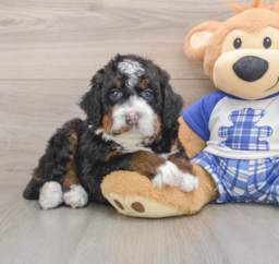 7 week old Mini Bernedoodle Puppy For Sale - Windy City Pups
