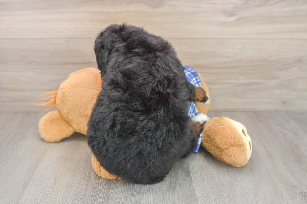 Mini Bernedoodle Puppy for Adoption