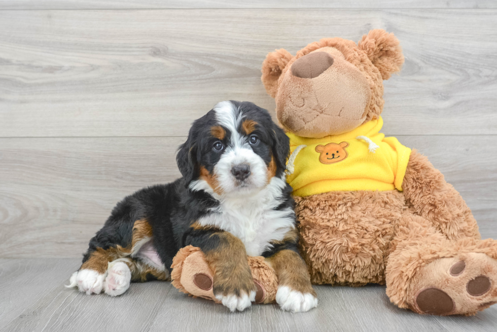 Mini Bernedoodle Puppy for Adoption