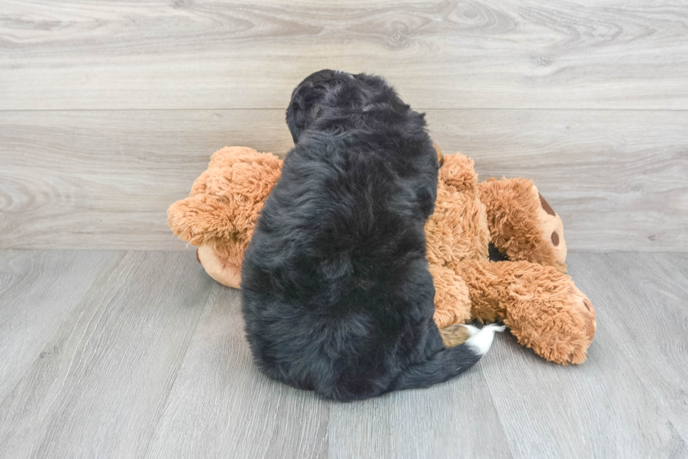 Sweet Mini Bernedoodle Baby