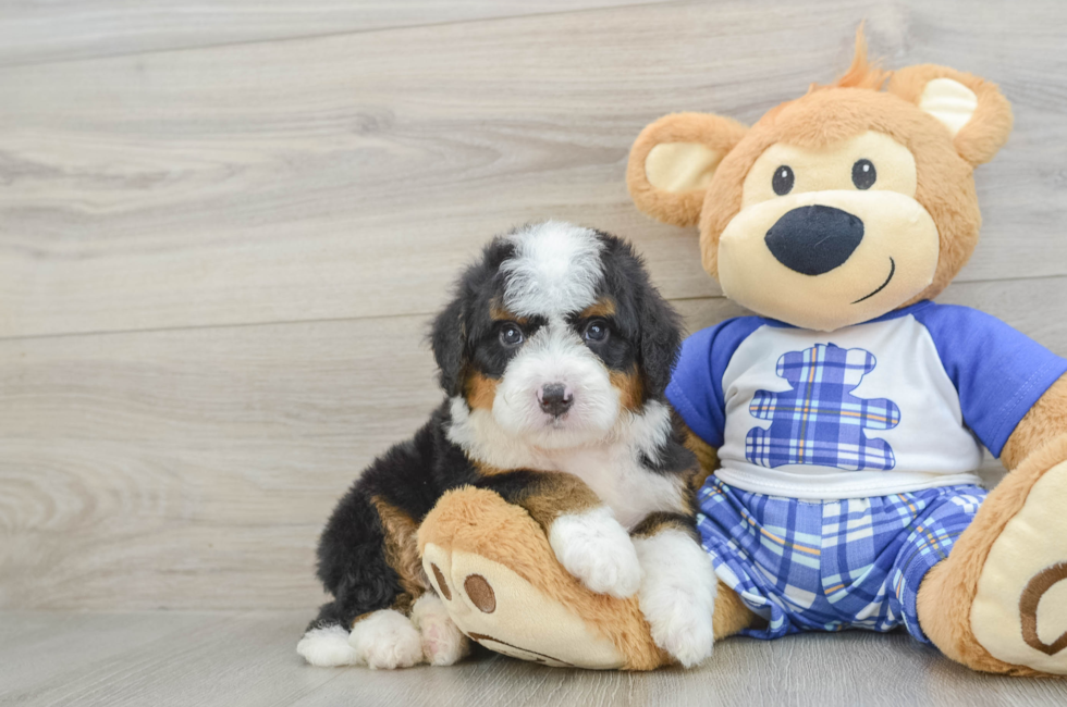 7 week old Mini Bernedoodle Puppy For Sale - Windy City Pups