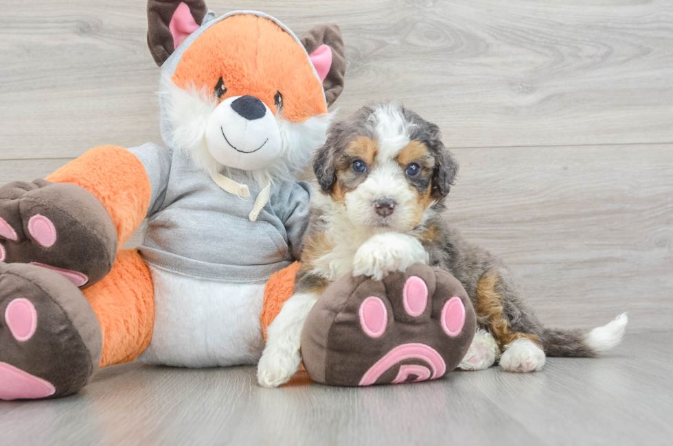 6 week old Mini Bernedoodle Puppy For Sale - Windy City Pups