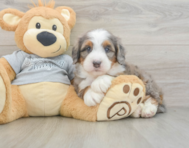 7 week old Mini Bernedoodle Puppy For Sale - Windy City Pups