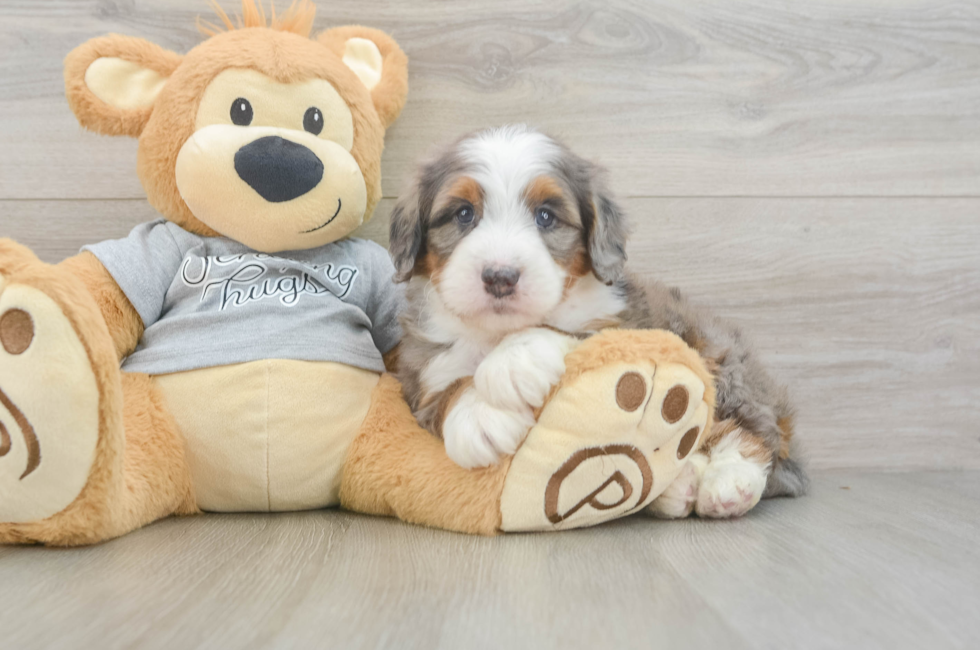 5 week old Mini Bernedoodle Puppy For Sale - Windy City Pups