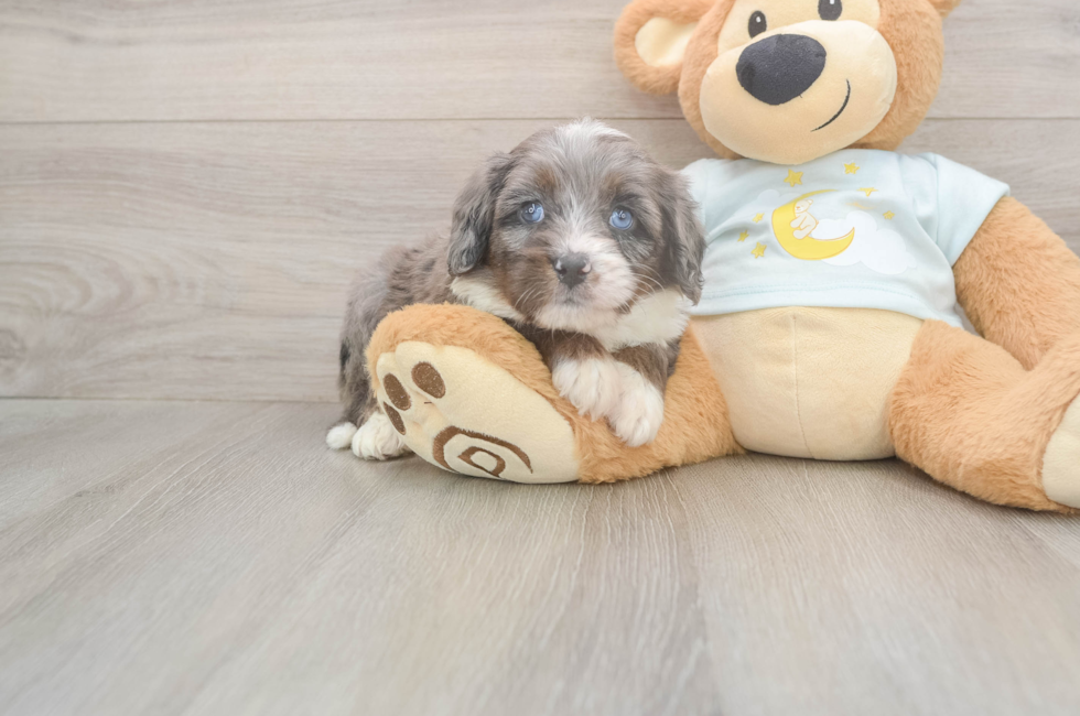 5 week old Mini Bernedoodle Puppy For Sale - Windy City Pups
