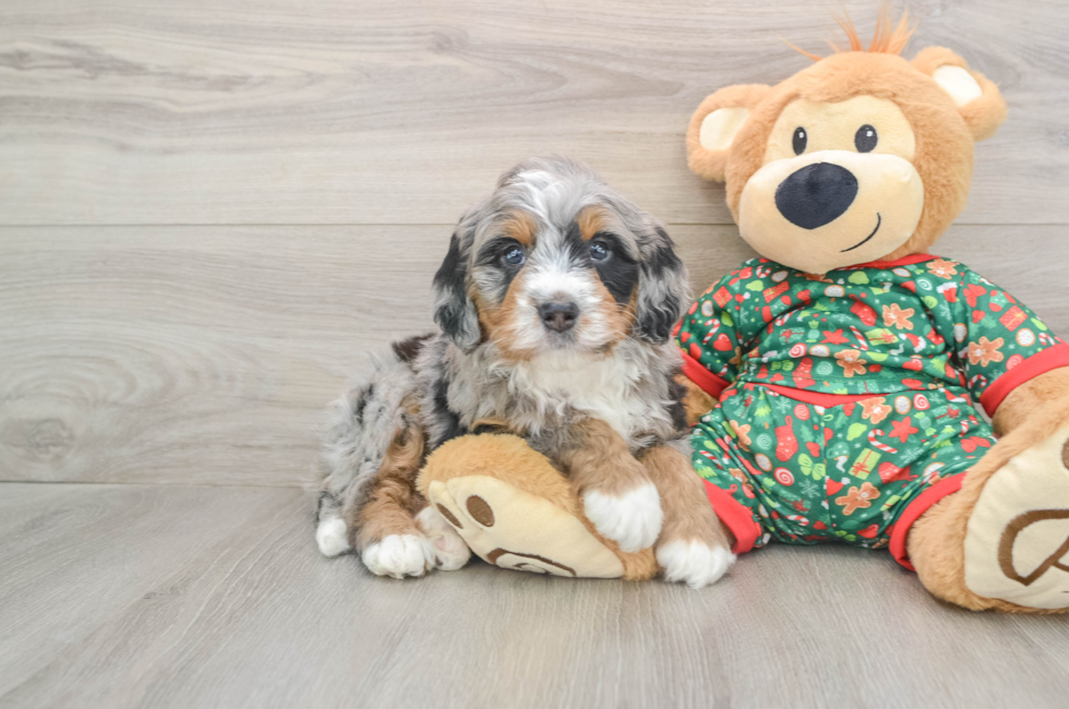 5 week old Mini Bernedoodle Puppy For Sale - Windy City Pups