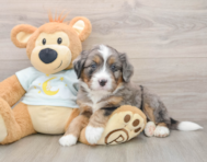 5 week old Mini Bernedoodle Puppy For Sale - Windy City Pups