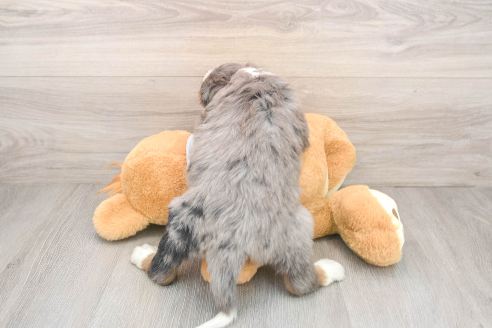 Funny Mini Bernedoodle Poodle Mix Pup