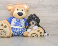 6 week old Mini Bernedoodle Puppy For Sale - Windy City Pups