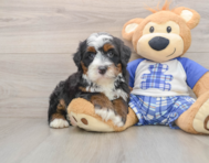 6 week old Mini Bernedoodle Puppy For Sale - Windy City Pups