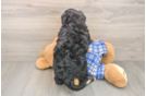 Best Mini Bernedoodle Baby
