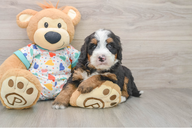 Petite Mini Bernedoodle Poodle Mix Pup