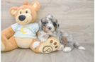Cute Mini Bernedoodle Baby