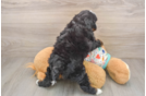 Mini Bernedoodle Pup Being Cute
