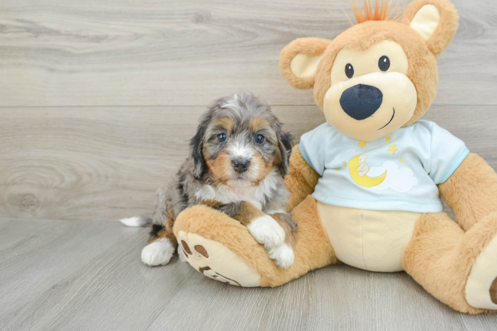 Mini Bernedoodle Puppy for Adoption