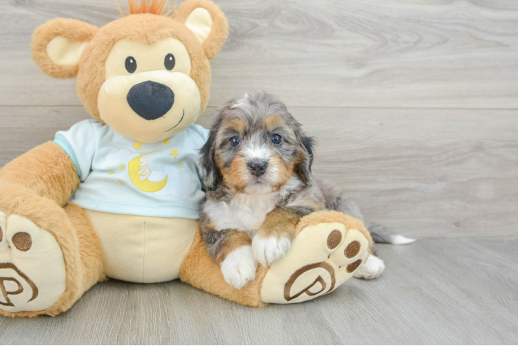 Petite Mini Bernedoodle Poodle Mix Pup