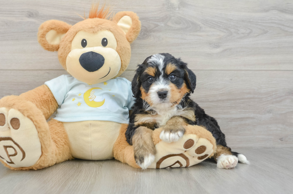 6 week old Mini Bernedoodle Puppy For Sale - Windy City Pups