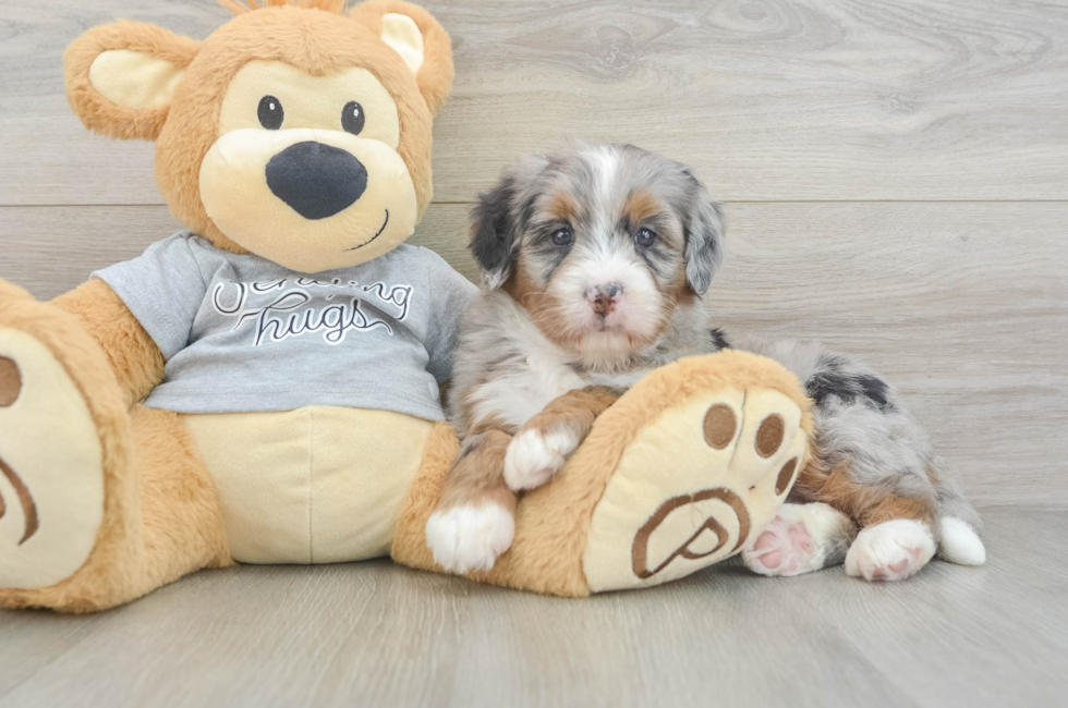5 week old Mini Bernedoodle Puppy For Sale - Windy City Pups