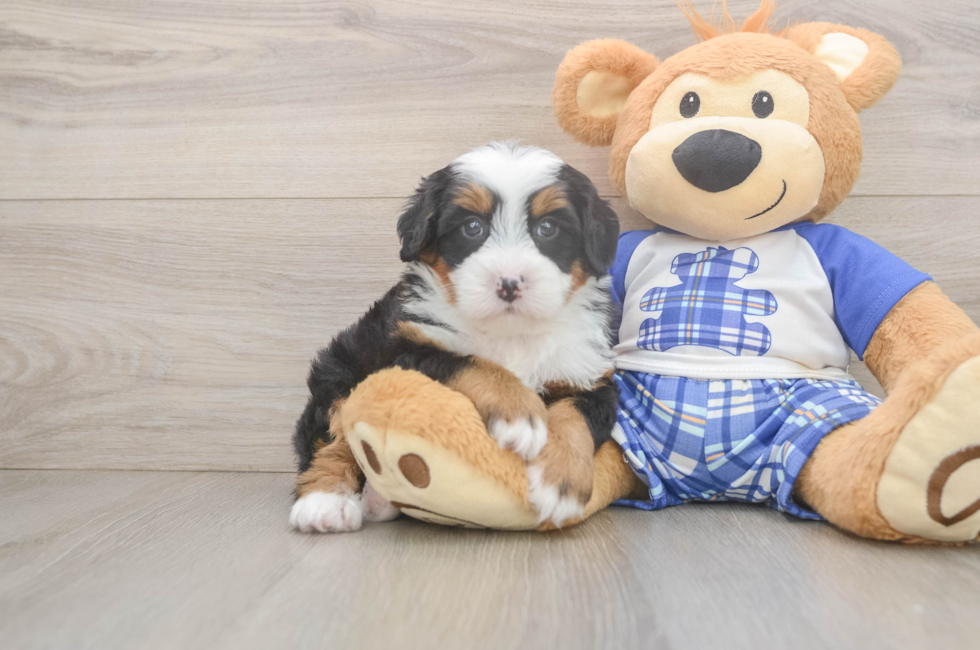 6 week old Mini Bernedoodle Puppy For Sale - Windy City Pups