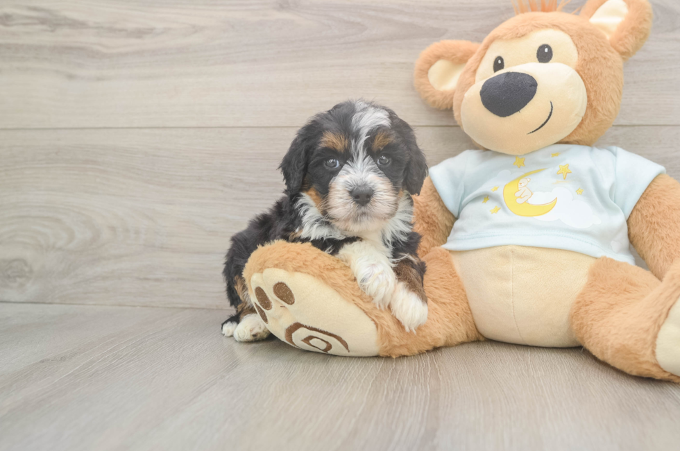 5 week old Mini Bernedoodle Puppy For Sale - Windy City Pups