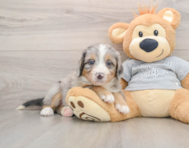 7 week old Mini Bernedoodle Puppy For Sale - Windy City Pups