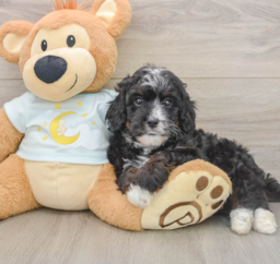 7 week old Mini Bernedoodle Puppy For Sale - Windy City Pups