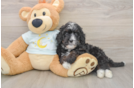 Mini Bernedoodle Pup Being Cute