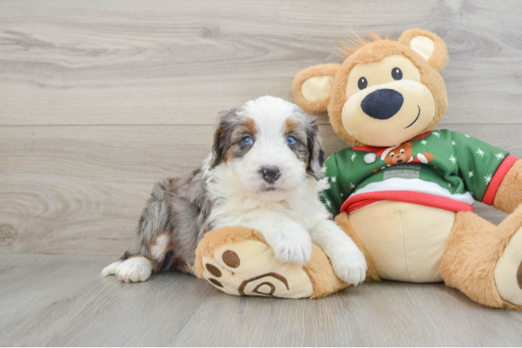 Sweet Mini Bernedoodle Baby