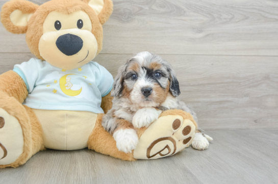 Smart Mini Bernedoodle Poodle Mix Pup