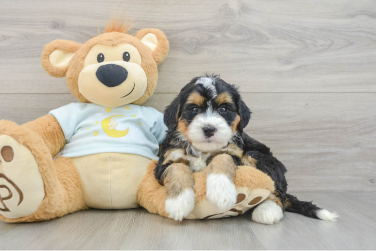 Best Mini Bernedoodle Baby