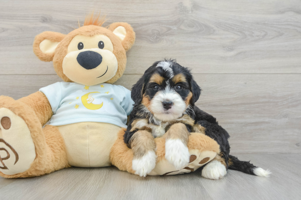 6 week old Mini Bernedoodle Puppy For Sale - Windy City Pups