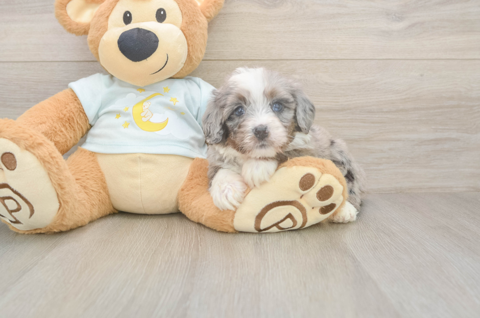 5 week old Mini Bernedoodle Puppy For Sale - Windy City Pups