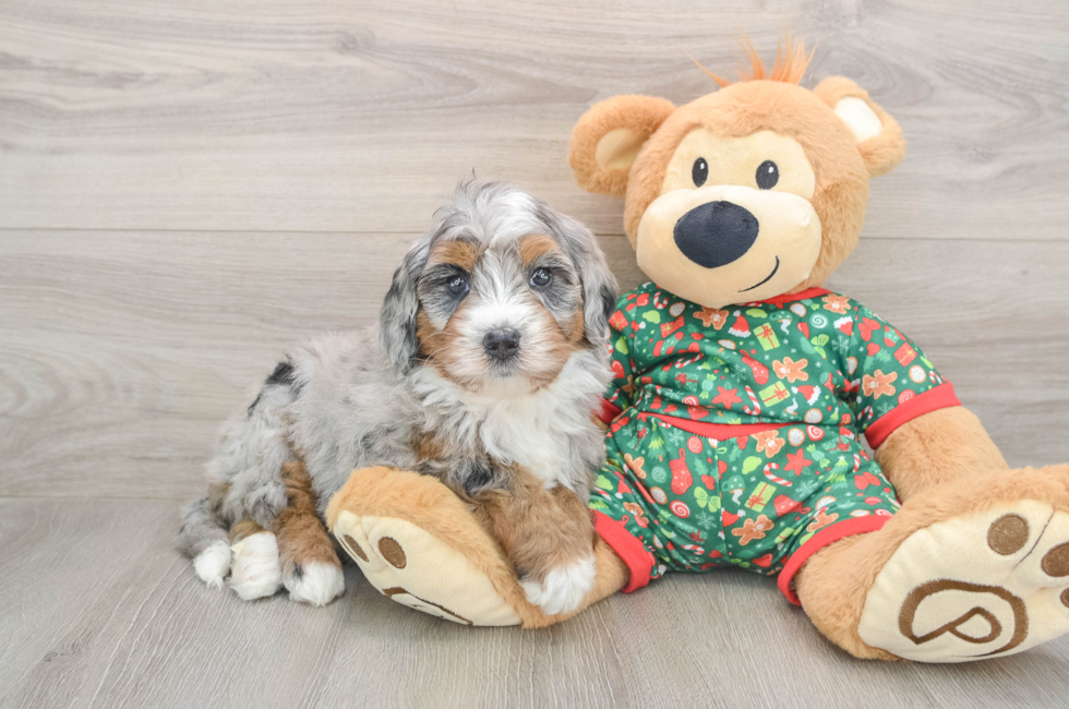 5 week old Mini Bernedoodle Puppy For Sale - Windy City Pups