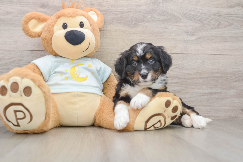 Cute Mini Bernedoodle Baby