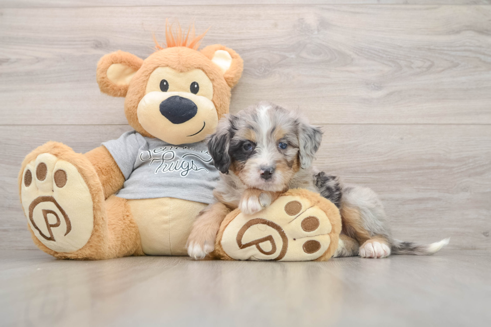 Best Mini Bernedoodle Baby