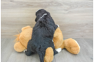 Friendly Mini Bernedoodle Baby