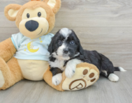 6 week old Mini Bernedoodle Puppy For Sale - Windy City Pups