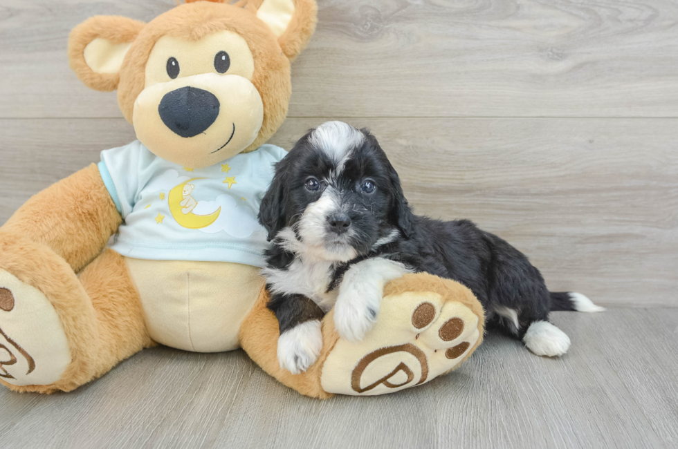 5 week old Mini Bernedoodle Puppy For Sale - Windy City Pups