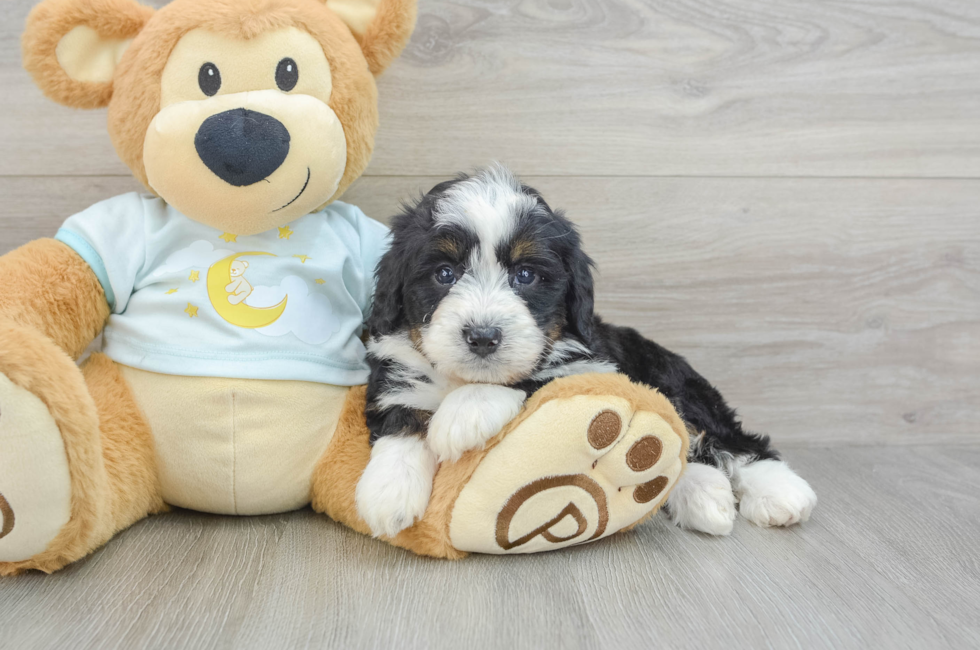 5 week old Mini Bernedoodle Puppy For Sale - Windy City Pups