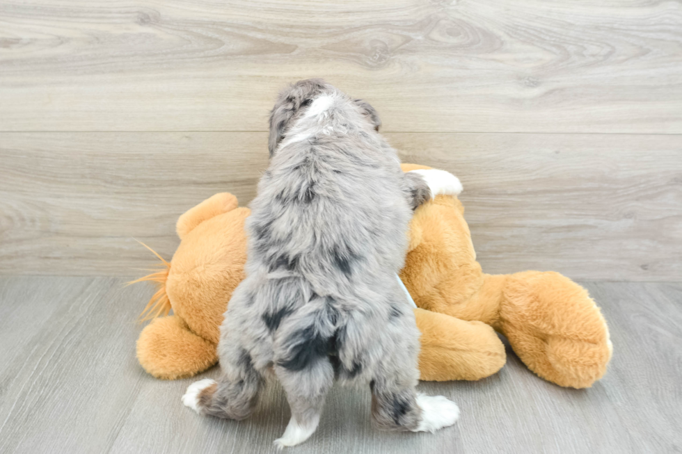 Friendly Mini Bernedoodle Baby