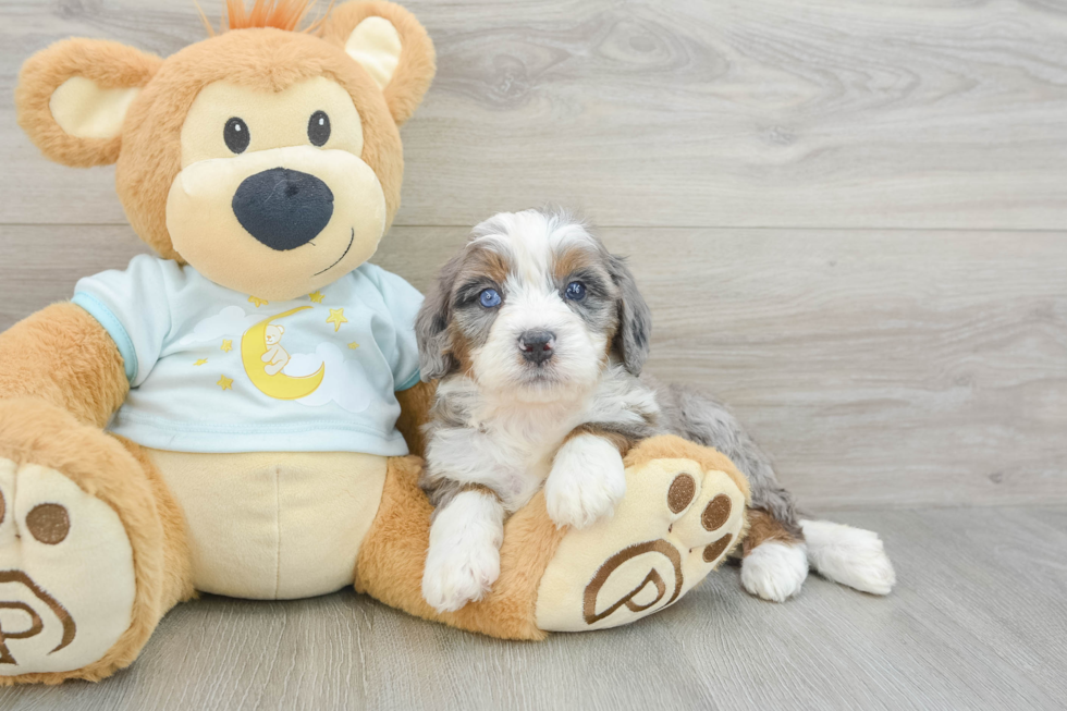 Adorable Bernadoodle Poodle Mix Puppy