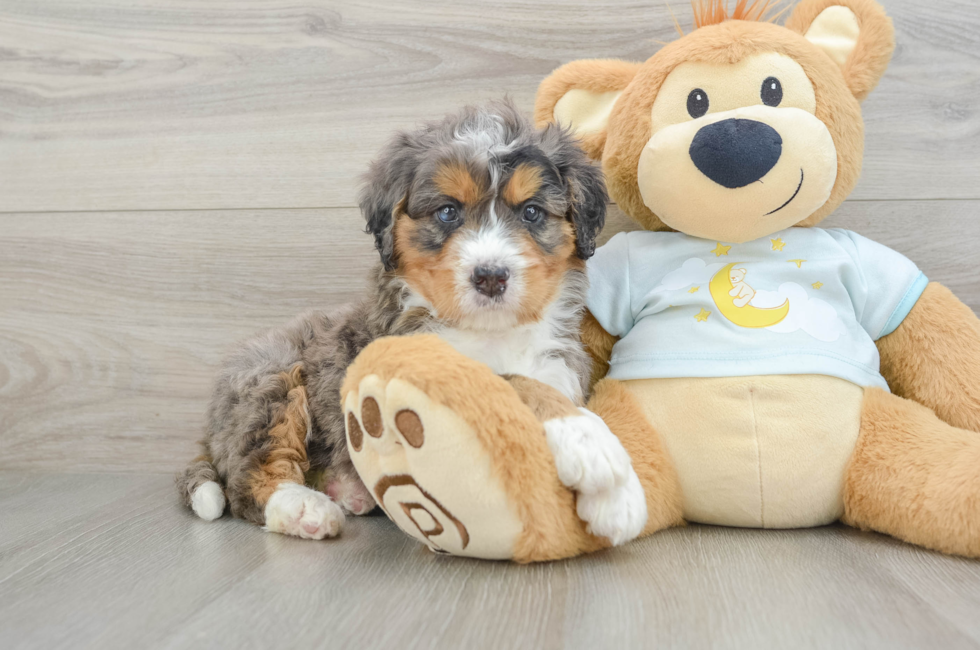 6 week old Mini Bernedoodle Puppy For Sale - Windy City Pups