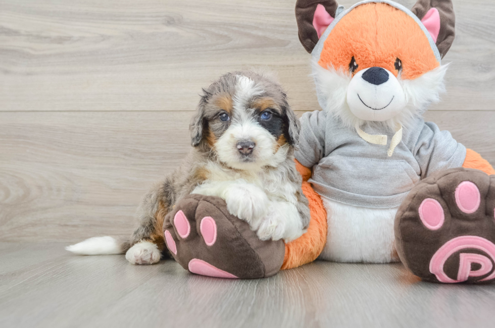 6 week old Mini Bernedoodle Puppy For Sale - Windy City Pups