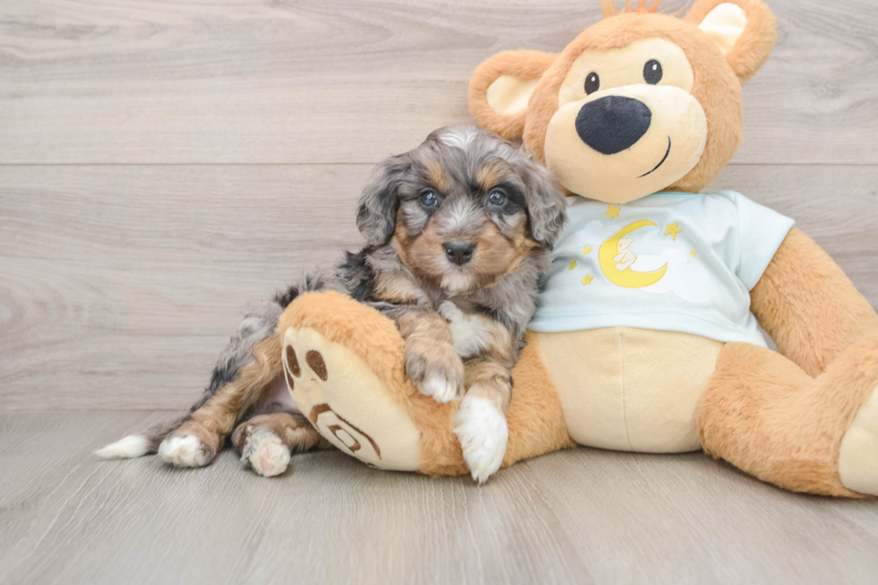 Mini Bernedoodle Pup Being Cute