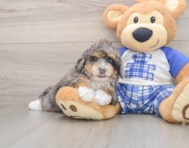7 week old Mini Bernedoodle Puppy For Sale - Windy City Pups