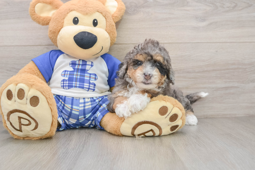Cute Mini Bernedoodle Baby