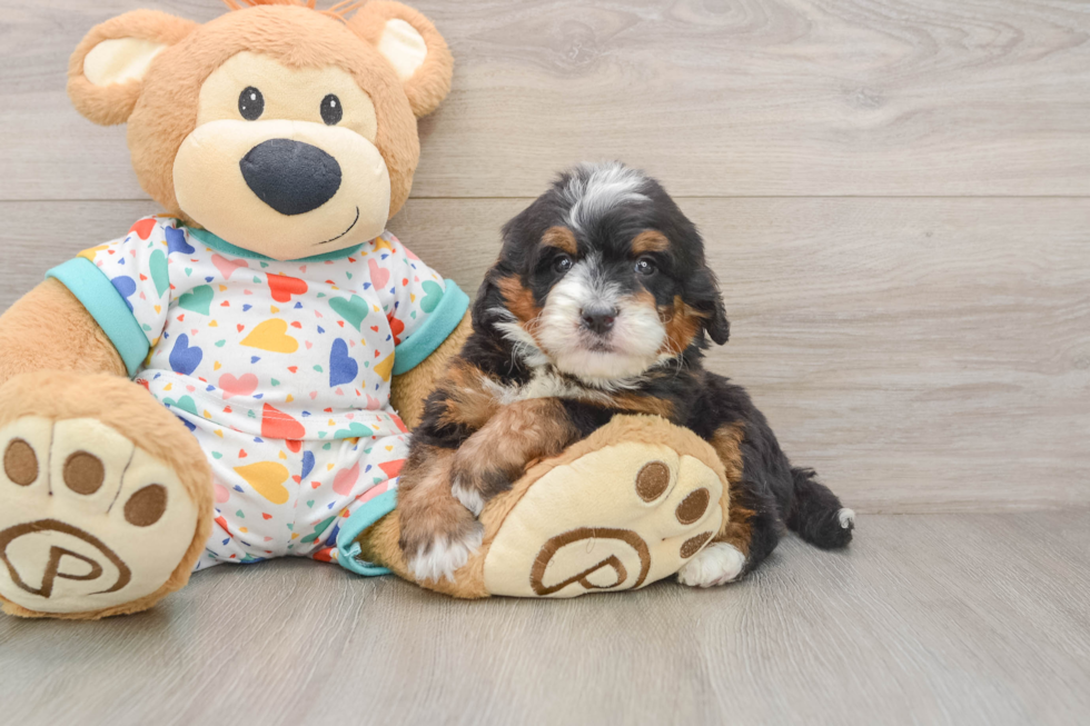 Mini Bernedoodle Pup Being Cute