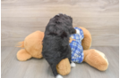 Mini Bernedoodle Pup Being Cute
