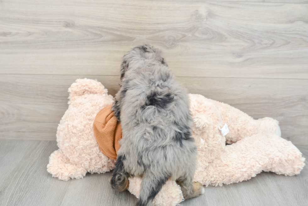 Best Mini Bernedoodle Baby