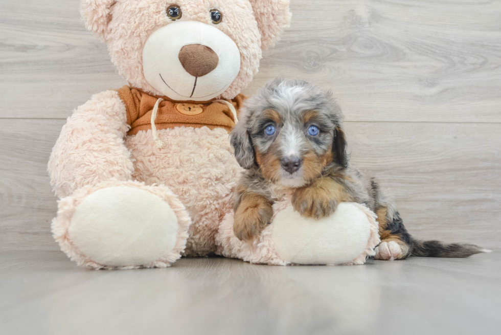 Petite Mini Bernedoodle Poodle Mix Pup